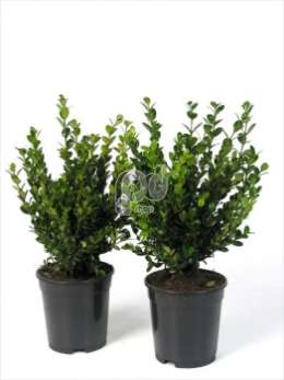 Самшит вечнозеленый (Buxus micr.'Faulkner')