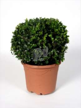 Самшит вечнозеленый (Buxus microphylla 'Faulkner')