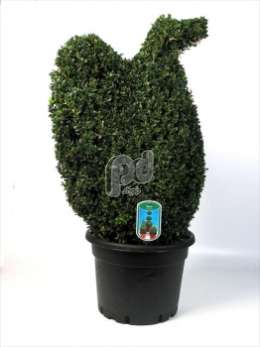 Самшит вечнозеленый (Buxus semp.dierfiguur Adelaar)