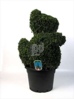 Самшит вечнозеленый (Buxus semp.dierfiguur Beer)