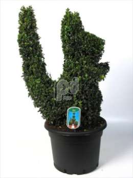 Самшит вечнозеленый (Buxus semp.dierfiguur Eekhoorn)