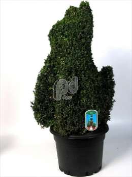 Самшит вечнозеленый (Buxus semp.dierfiguur Hond)