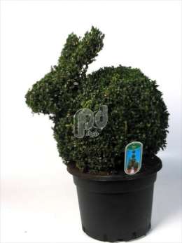 Самшит вечнозеленый (Buxus semp.dierfiguur Konijn)