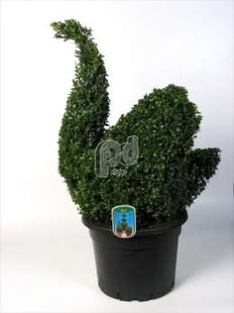 Самшит вечнозеленый (Buxus semp.dierfiguur Paradijsvogel)