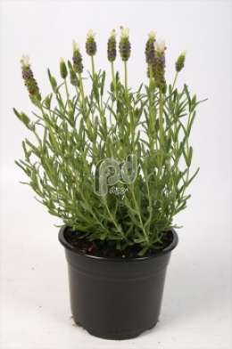 Лаванда (Lavandula stoechas Little Bee Blue-White)