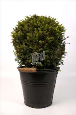 (Taxus baccata bol)