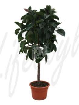 Фикус (Ficus robusta Stem)