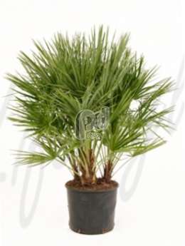 Хамеропс (Chamaerops humilis)