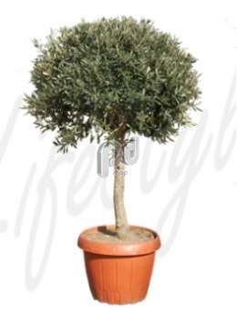 Маслина, оливковое древо (Olea europaea Stem)