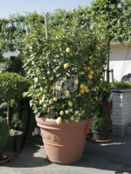 Лимон (Citrus lemon cylinder)