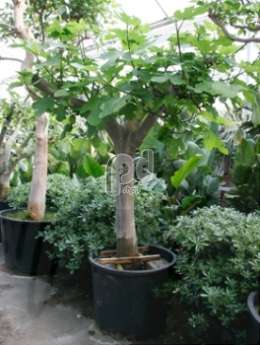 Инжир, фиговое дерево, смоковница.(Ficus carica)