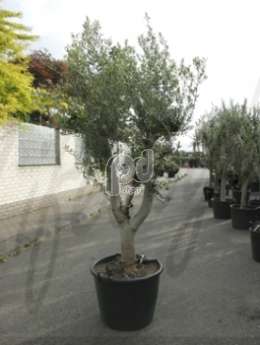Маслина, оливковое древо (Olea europaea stem branched)