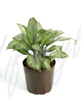 Аглаомена (Aglaonema christina)