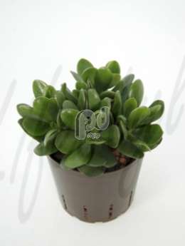 Толстянка (Crassula ovata) 