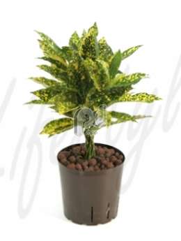 Кодиемум (Croton codiaeum gold dust)