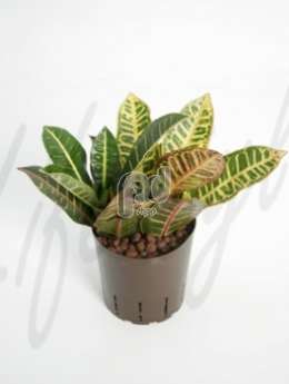 Кодиемум (Croton codiaeum petra)