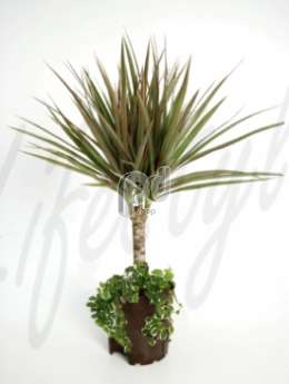 Драцена (Dracaena bicolor)