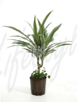 Драцена (Dracaena deremensis)