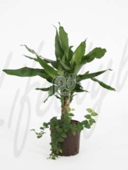 Драцена (Dracaena fragrans)