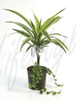 Драцена (Dracaena lemon lime)