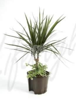 Драцена (Dracaena marginata)