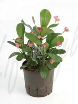 Молочай (Euphorbia milii red)