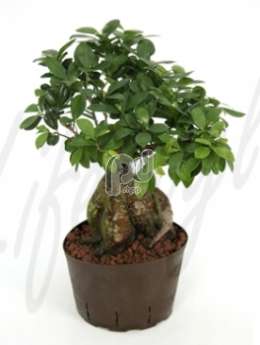 Фикус (Ficus microcarpa ginseng)