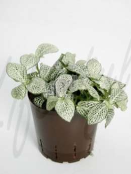 Фиттония(Fittonia white anne)