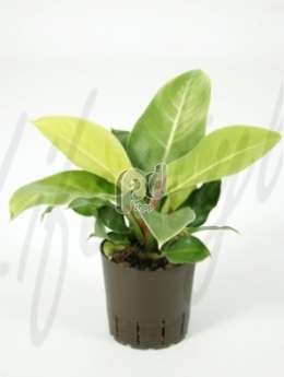 Филодендрон лазящий (Philodendron imperial green) 