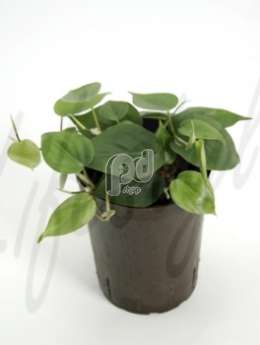 Филодендрон лазящий (Philodendron scandens)