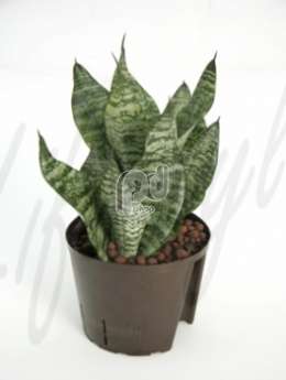 Сансевиерия (Sansevieria zeylanica compacta)