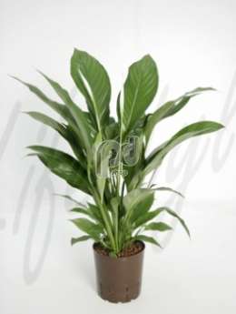 Спатифиллюм (Spathiphyllum mont blanc) 