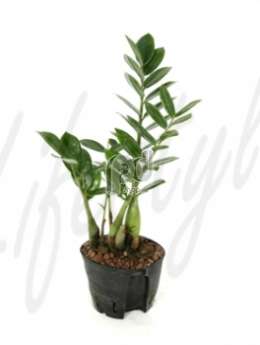 Замиокулкас (Zamioculcas zamiifolia) 