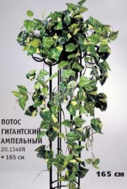 Потос гигантский ампельный