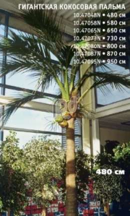 Гигантская кокосовая пальма