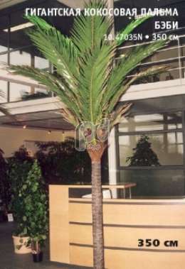 Гигантская кокосовая пальма бэби