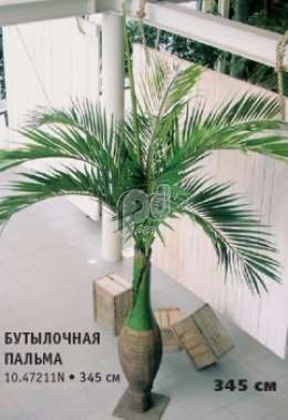 Бутылочная пальма
