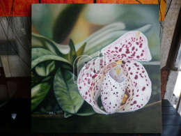 Картина Орхидея "Пафиопедилюм"
