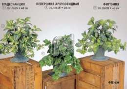 Традесканция