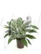 Антуриум (Anthurium jungle bush tuft)
