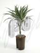 Драцена (Dracaena deremensis)