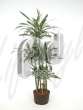 Драцена (Dracaena deremensis carrousel)