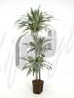 Драцена (Dracaena deremensis w. stripe)