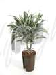 Драцена (Dracaena white jewel)