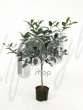 Фикус (Ficus australis Stem)
