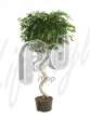 Фикус (Ficus benjamina Stem corkscrew)