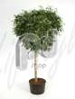 Фикус (Ficus bushy prince Stem)