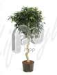 Фикус (Ficus danielle Stem corkscrew)