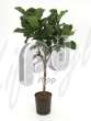 Фикус (Ficus lyrata bambino Stem)