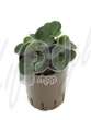 Пеперомия (Peperomia red margin)